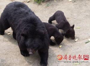 黑熊体育爆料最新消息,最新体育动态揭秘！”  第2张